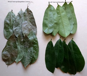 Vente en gros de feuilles de corossol/extrait de feuille de graviola biologique de haute qualité/Shyn Tran - Product Image 2