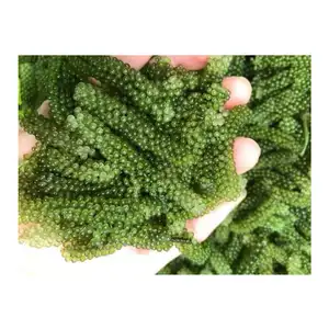 Зеленый пищевой органический морской виноград по конкурентоспособной цене (Ms. Lee: + 84987731263)