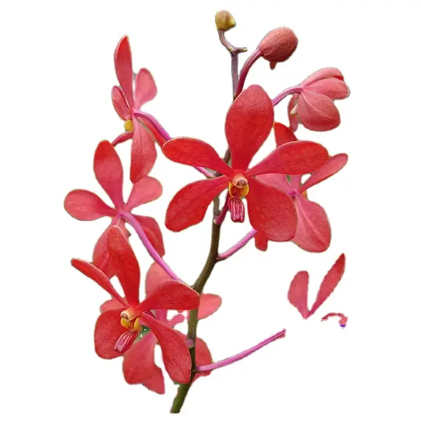 Verse Mokara Orchideeën Rood