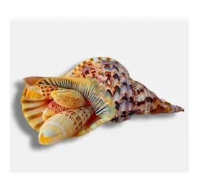 Bulk nice sea shell/ Polished Natural abalone snail shells for handicrafts