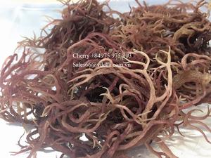 มอสทะเลสีม่วงอบแห้งในเวียดนาม/มอสทะเลไอริชแบบแห้งคุณภาพสูง/ดอกลิลลี่ MS - Product Image 3