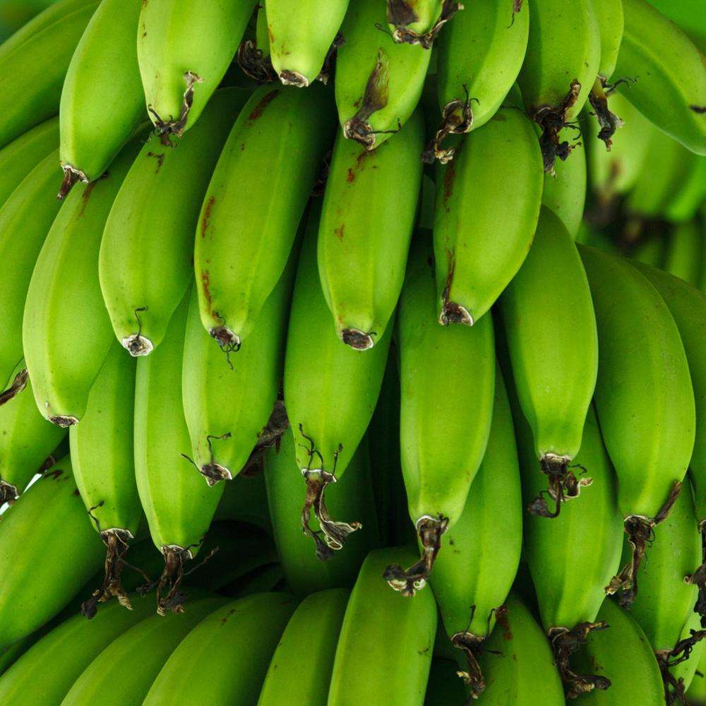 Экспортеры бананов. Зеленые бананы. Бананы в Бразилии. Бананы по бразильски. Основной поставщик бананов.