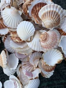 Colección de Conchas Marinas Naturales Coloridas con Formas Originales para Decoración del Hogar //Rachel +84 8964 36456 99GD - Product Image 2