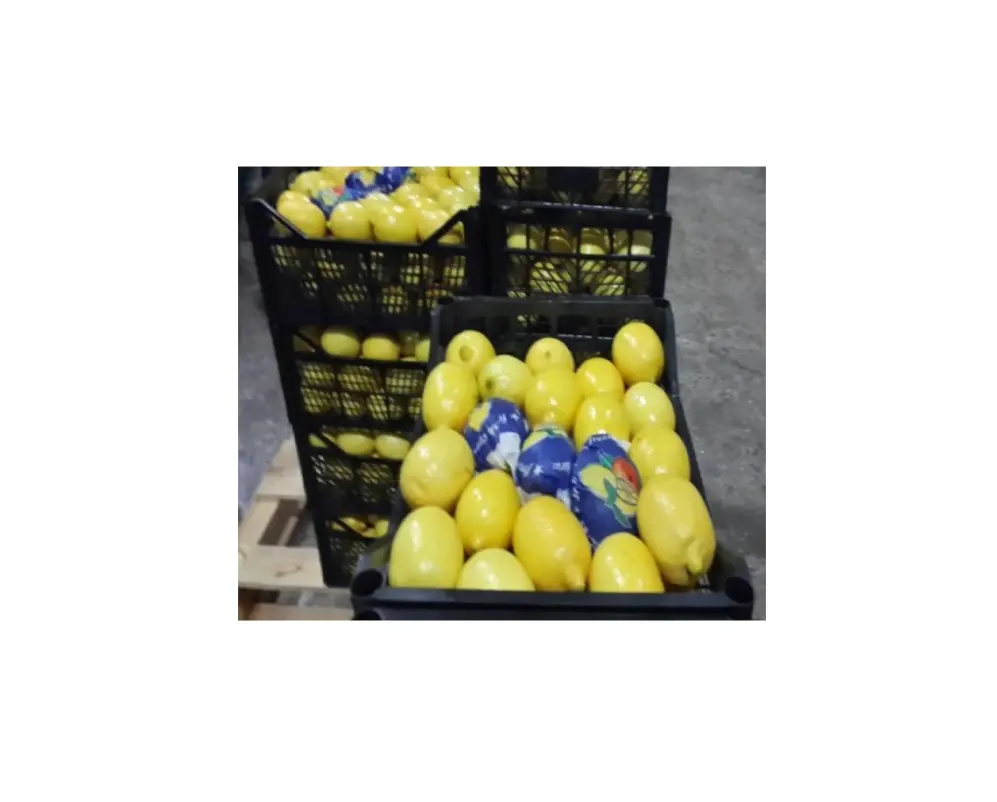 Citron frais pour le nombril, spécial citron, orange, mandarin