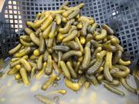 Pepinos en conserva en salmuera envasados en cubos – Fabricante mayorista de pepinos en rodajas