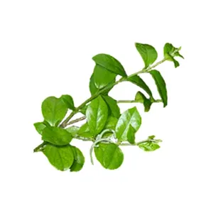 100% daun Herbal Gurmar murni (Gymnema Sylvestre) aplikasi makanan dan minuman dengan harga grosir di India kualitas murni