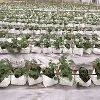 Sacs de culture en plastique pour plantes, noir et blanc, en PE, écologiques, de 1 à 30 gallons, pour semis, enracinement, utilisation au sol, modernes