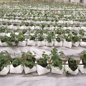 Sacs de culture en plastique <span class=keywords><strong>pour</strong></span> plantes, noir et blanc, en PE, écologiques, de 1 à 30 gallons, <span class=keywords><strong>pour</strong></span> semis, enracinement, utilisation au sol, modernes - Product Image 6