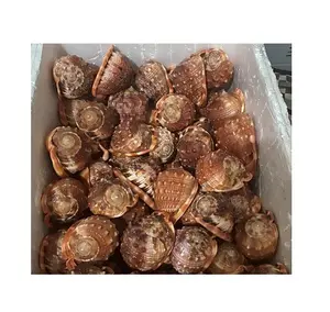磨かれた/生の貝殻-アワビの殻-カタツムリの殻-ベトナムのビーチからのアートの貝殻