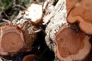 Aceite Esencial de madera de Cade - Product Image 3