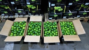 Yanhua — boîte de 7kg de chaux fraîche sans graines, pour spray dubaï, vente et Distribution, JANE LEE + 84968234538 - Product Image 5