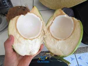 Noix de coco molles séchées vietnamiennes en vrac et sous vide goût sucré avec FD conservation de l'eau de séchage WhatsApp + 84 984 846 180 - Product Image 4