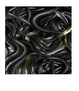 Du poisson anguille glacé frais et exportation, de qualité, en direct, vente - Product Image 2