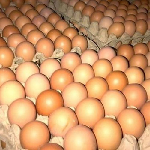 Свежие куриные яйца для фермы, белые и коричневые