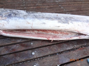 Chun Cheng Fishery's Frozen Sugiyama DWT Block 24 meses de vida útil Patrón de pescado Embalaje directo de la fuente - Product Image 5