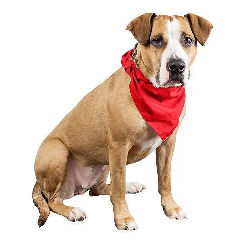 Waterdichte Huisdier Accessoires In Voorraad Hond Bandana Waterbestendig Alle Seizoen Honden Katten Effen Bandana In Goede Kwaliteit