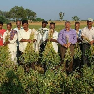 ผงรากอัชวกันดาคุณภาพสูง - Product Image 5