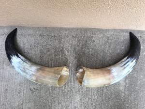 Cornes de buffle 100% naturelles, cornes de bœuf naturelles, avec embout en laiton, taille personnalisée, prix bas et abordable - Product Image 4