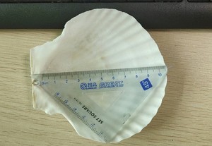 งานศิลปะหอยเชลล์ทะเลสีขาวเปลือกหอยที่ดีสำหรับการตกแต่งและทำอาหาร/Mr. Kevin - Product Image 6