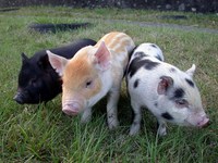 Additifs alimentaires pour l'alimentation animale, biotechnologie agricole de Taiwan, pour vache