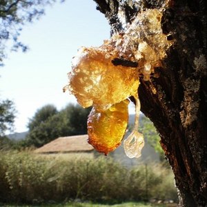 Bálsamo de Gurjun (Dipterocarpus Jourdainii) Aceite Esencial Puro Destilado al Vapor y Certificado GMP AARNAV GLOBAL EXPORTS Resina Derivada - Product Image 4