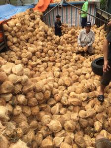 Noix de coco SEMI husckée, vente en gros, moins cher, pour acheter/SEMI-chargée du VIETNAM/MS lavera + 84918509071 - Product Image 3