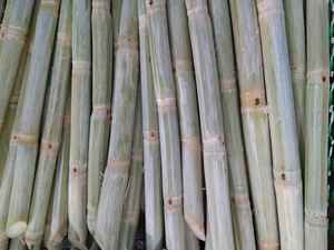 Iqf ggn น้ำอ้อยและเยื่อกระดาษแช่แข็งต้นกำเนิดจากเวียดนาม - Product Image 2