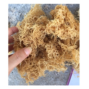 สาหร่ายคอตตันนีแห้งไม่ใส่เกลือ - สาหร่ายมอสทะเลแห้ง ราคาแข่งขันจากเวียดนาม - Product Image 5