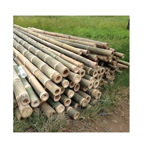 Bastones de bambú Natural ecológicos, para construcción y decoración del hogar, Color Natural, hecho en Vietnam 99GD - Product Image 6