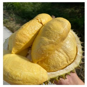 Ana PREMUM M/UUY FOR EXPORTTIIINana Ana/Ana - Product Image 1