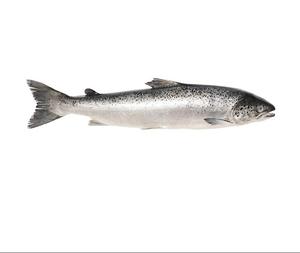 Filetes iqf <span class=keywords><strong>salmon</strong></span>, o oem oferece salão redondo congelado feito no chile com certificado haccp, salão salgado fumado - Product Image 4