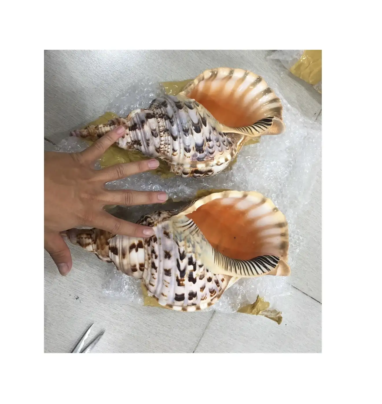 ナチュラル貝殻OPELCULUMシェルビッグサイズレアクイーンコンチシェルビッグサイズ