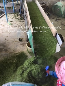 POUDRE D'ALGUES VERTES SÉCHÉES VOTRE MEILLEUR CHOIX/ULVA LACTUCA ALGUES VIETNAM VIETNAM/Mme Lima - Product Image 6