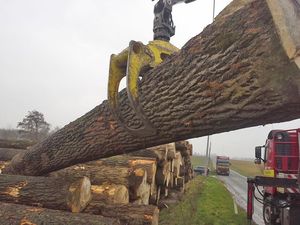 Nhật Ký Veneer <span class=keywords><strong>Poplar</strong></span>, 80 + cm - Product Image 2