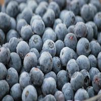 Premium Biologische Wilde IQF Verse GMO GAP Gecertificeerde Topkwaliteit Rijpheid 100 15kg USA Gekweekte Blauwe Bosbes