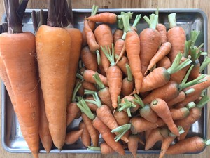 แครอทสดสำหรับฤดูกาลใหม่แพ็คแบบปรับแต่งได้แครอท IQF ทรงลูกบาศก์ลูกค้าชั้นวาง6เดือน - Product Image 6