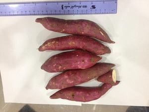 Patates douces violettes du Vietnam de haute qualité, fraîches et séchées à des prix compétitifs pour une utilisation culinaire. - Product Image 3