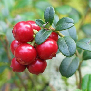 Huile Essentielle 100% Pure de Gaulthérie et de Tea Tree du Népal, ODM OEM, Nouveau Design, Marque Privée, Qualité Premium, 6 Pièces - Product Image 1