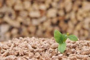 PREMIUM QUALITY HAY WOOD PALLETS MANUFACTURER/EXPORTER - Product Image 2