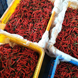 Piment surgelé IQF de qualité supérieure en provenance du Vietnam |   Piments entiers et coupés |   Fournisseur d'exportation en gros - M. Alex Truong - Product Image 5