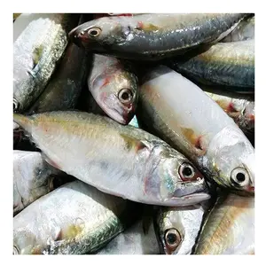 Großhandel Bulk Bester Preis Frische Makrele/Gefrorene Makrele Für den Export aus Thailand