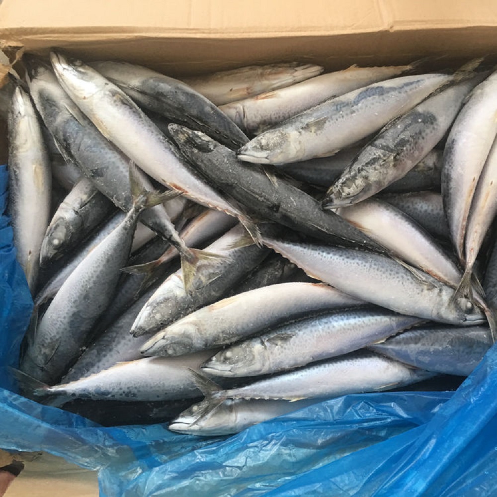 Hacdp Block BQF Ikan Makerel dan Frozen Pacific Horse