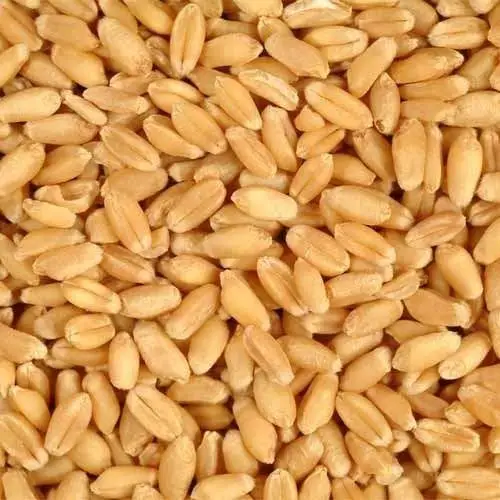 Top Quality WHEAT GRAINS /Durum Wheat in Bulk supply