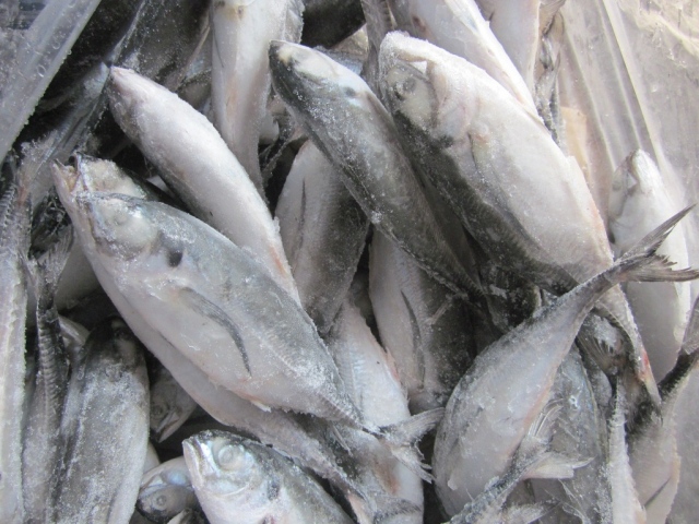 Frozen Horse Mackerel / Fish From Vietnam Cheap Price