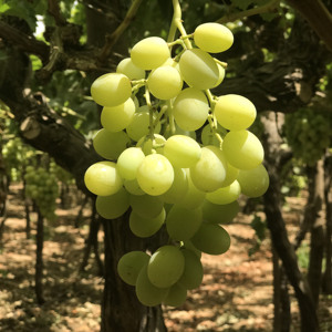 Fresh Green Grapes