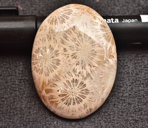 ปะการัง Cabochon AAA + Fosil หินปะการังสำหรับเครื่องประดับทุกประเภทรูปร่างผสมสำหรับการออกแบบเครื่องประดับราคาขายส่ง - Product Image 1