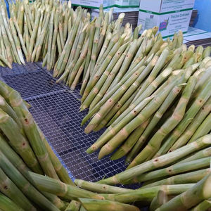 LOW PRICE FROZEN SUGARCANE for MAKING JUICE FROM VIETNAM/ Ms. May - Product Image 2