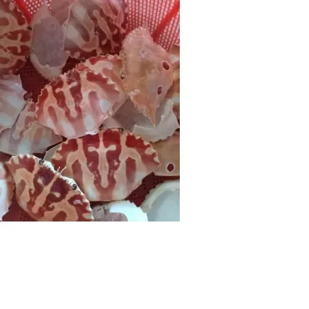 CRAB SHELL BEST HIGH QUALITY FROM VIET NAM