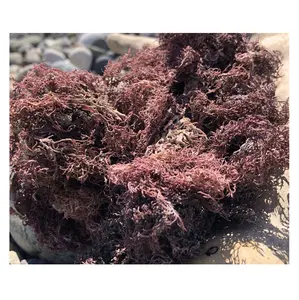 100% 자연 보라색 Seamoss 말린 Eucheuma Cottoni 보라색 해초 베트남