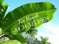 KIO HYUNH + 84 34 100% 375, feuille de bananier naturelle, bon marché, exportation sur le prix, nem-ms, prix direct, 8904